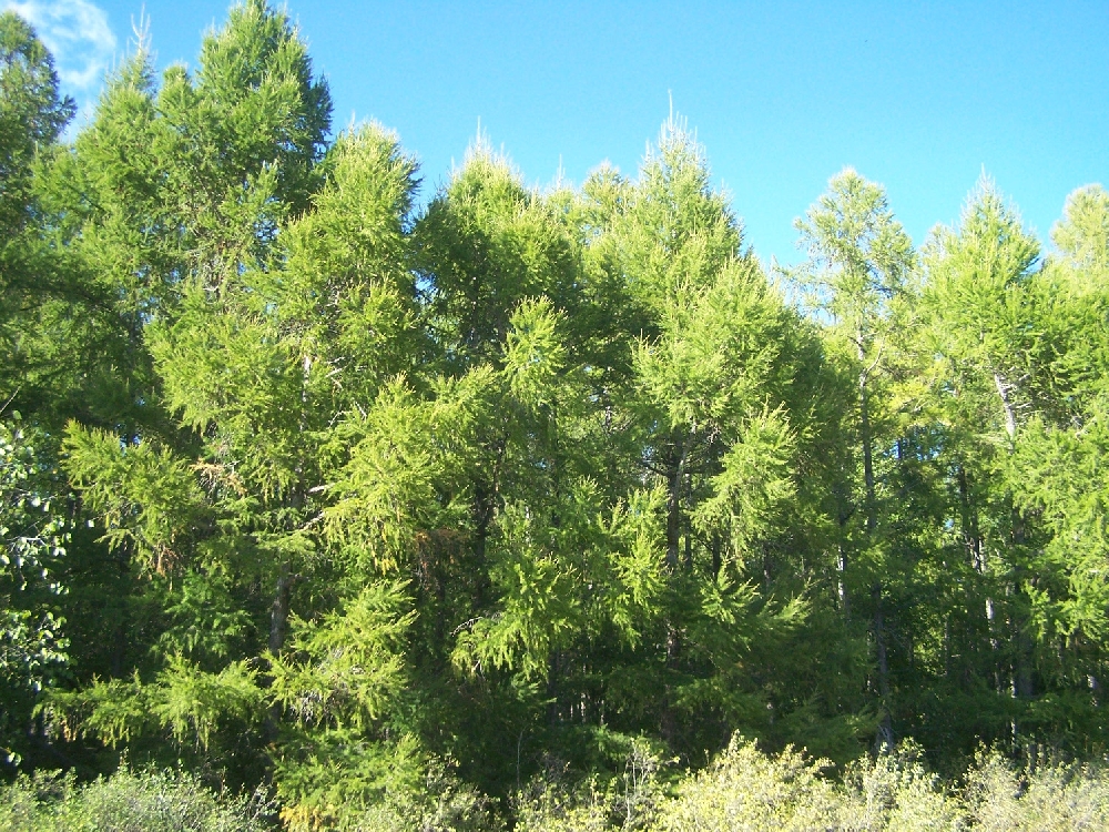 Сухокарабулакские лиственничные лесопосадки