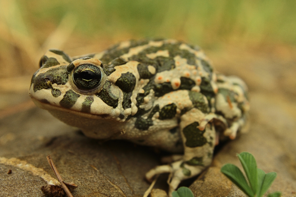 Тритоны, жабы и лягушки Саратовской области