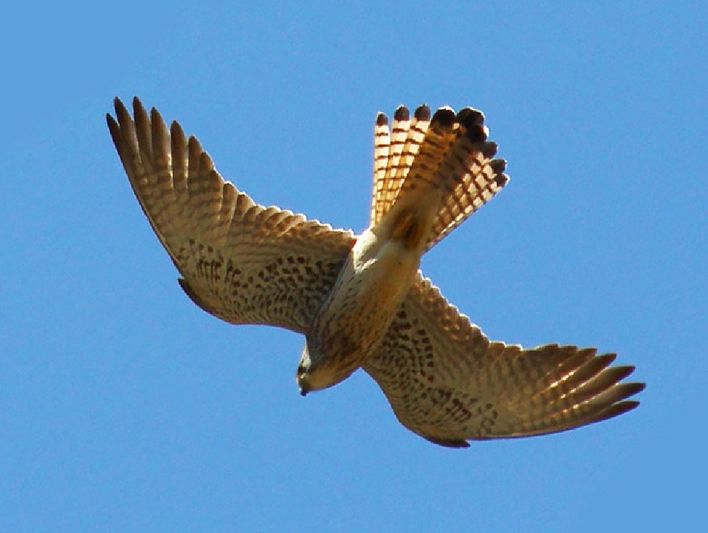 Степная пустельга (лат. Falco naumanni)