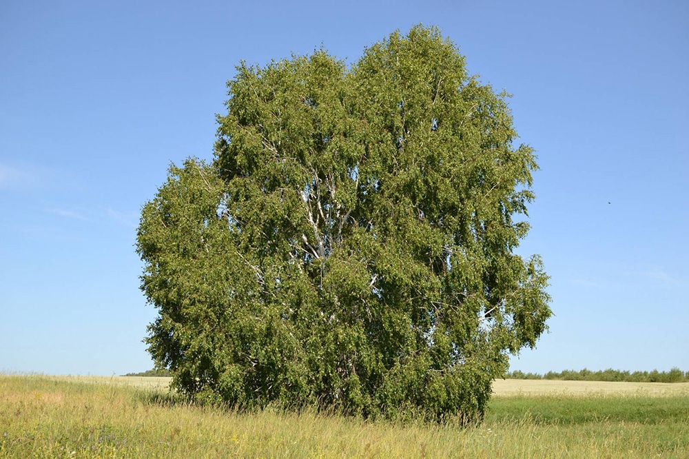 Берёза бородавчатая, или берёза повислая (лат. Betula verrucósa)