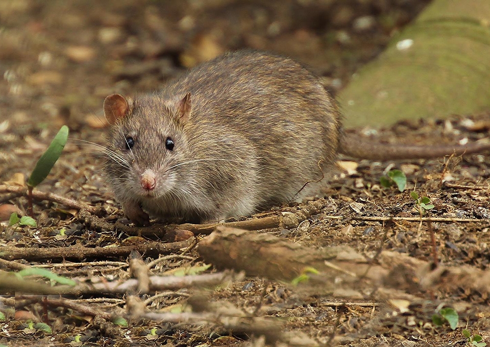 Крыса серая (лат. Rattus norvegicus)