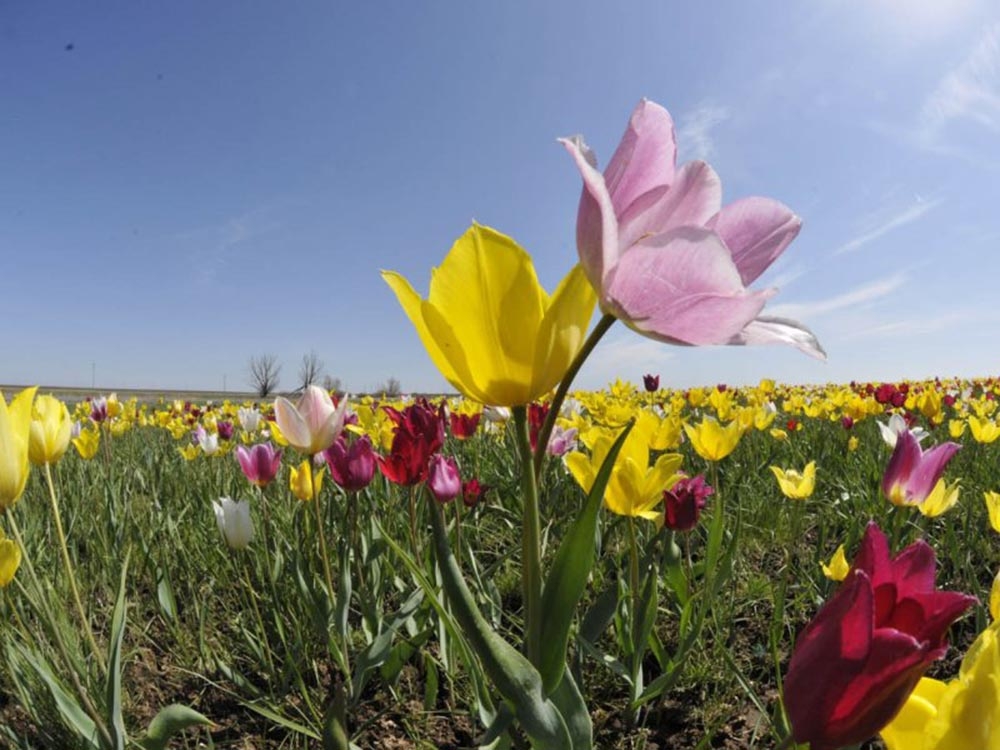 Дикие тюльпаны Саратовской области