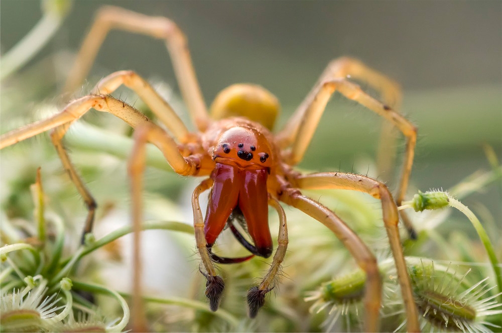 Желтосумный колющий паук (лат. Cheiracanthium punctorium)
