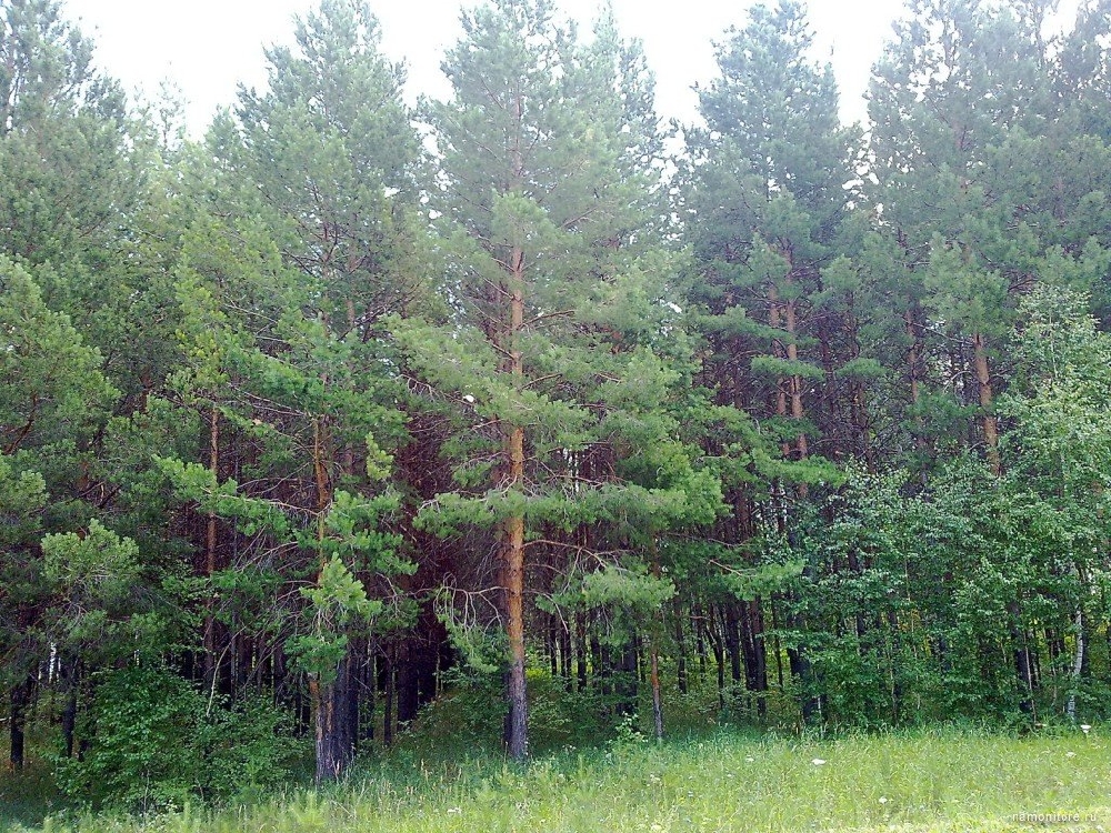 Ершовкские леса