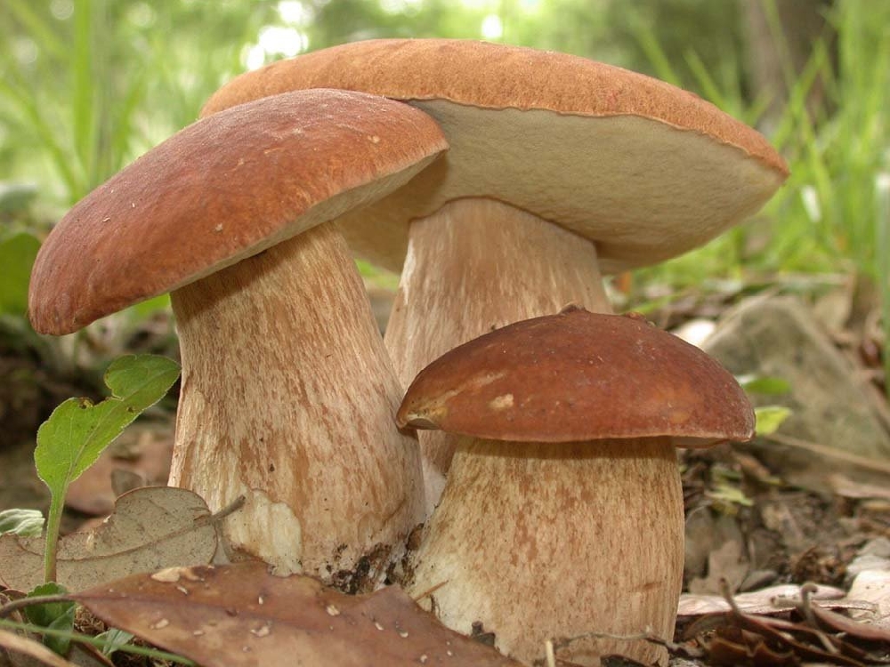 грибы в дубах