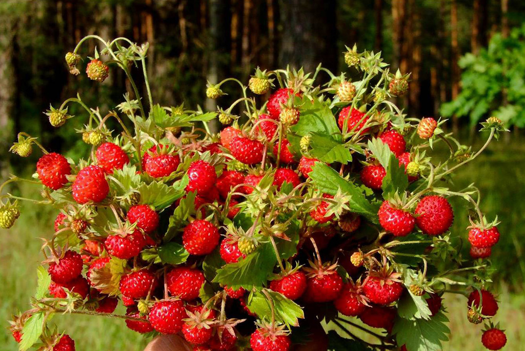 Рубрика Съедобные ягоды, плоды и травы