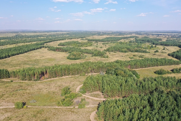 Мишустин подписал документ о создании нацпарка "Дьяковский лес"