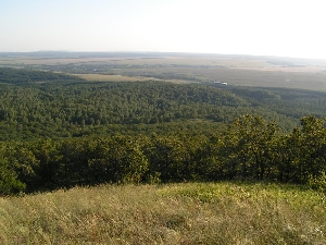Леса у горы Попова шишка