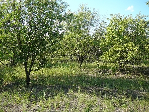 Яблоневые сады