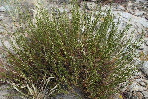 Дармина или полынь цитварная (лат. Artemisia cina)