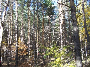 Агаревские сосновые леса