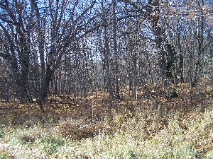 Лес на Голицынской горе