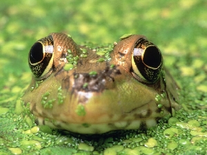 Тритоны, жабы и лягушки Саратовской области