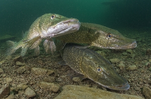Виды рыб обычные в Саратовской области
