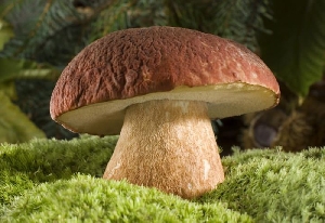 Съедобные трубчатые грибы Саратовской области