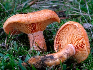 Съедобные пластинчатые грибы Саратовской области