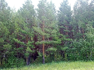Ершовкские леса