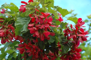 Клён татарский, или Черноклён (лат. Acer tataricum)
