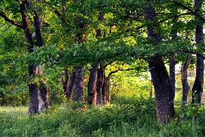 Грибы, растущие в дубравах Саратовской области