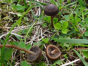 Панеолус навозный, или черный (лат. Panaeolus fimicola)