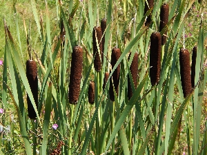 Рогоз широколистный (лат. Týpha latifólia)