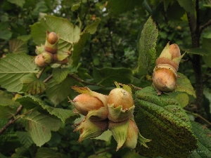 Лесной орех или лещина обыкновенная (лат. Córylus avellána)