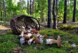 Базарно-карабулакские грибные леса