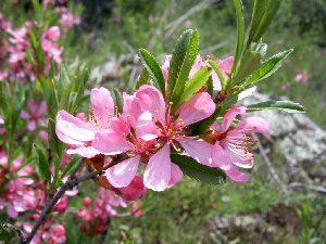 Миндаль степной (лат. Prunus tenella)
