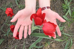 Почему нельзя срывать дикорастущие тюльпаны