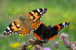 Бабочки Саратовской области
