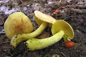 Рядовка серная, или рядовка серно-жёлтая (лат. Tricholoma sulphureum)