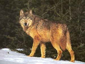 Охота на волка