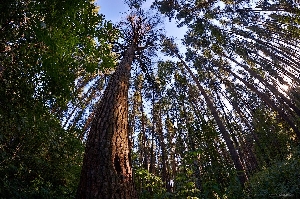 Деревья растущие в лесах Саратовской области