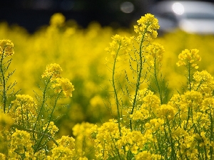 Дикорастущие растения с желтыми цветами