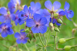 Дикорастущие растения с синими цветами