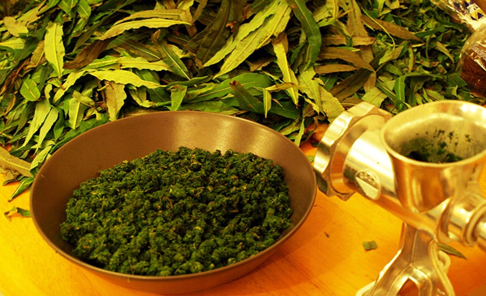 Скручивание листочков иван-чая