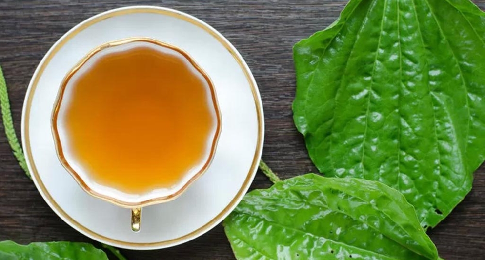 Чай из листьев подорожника