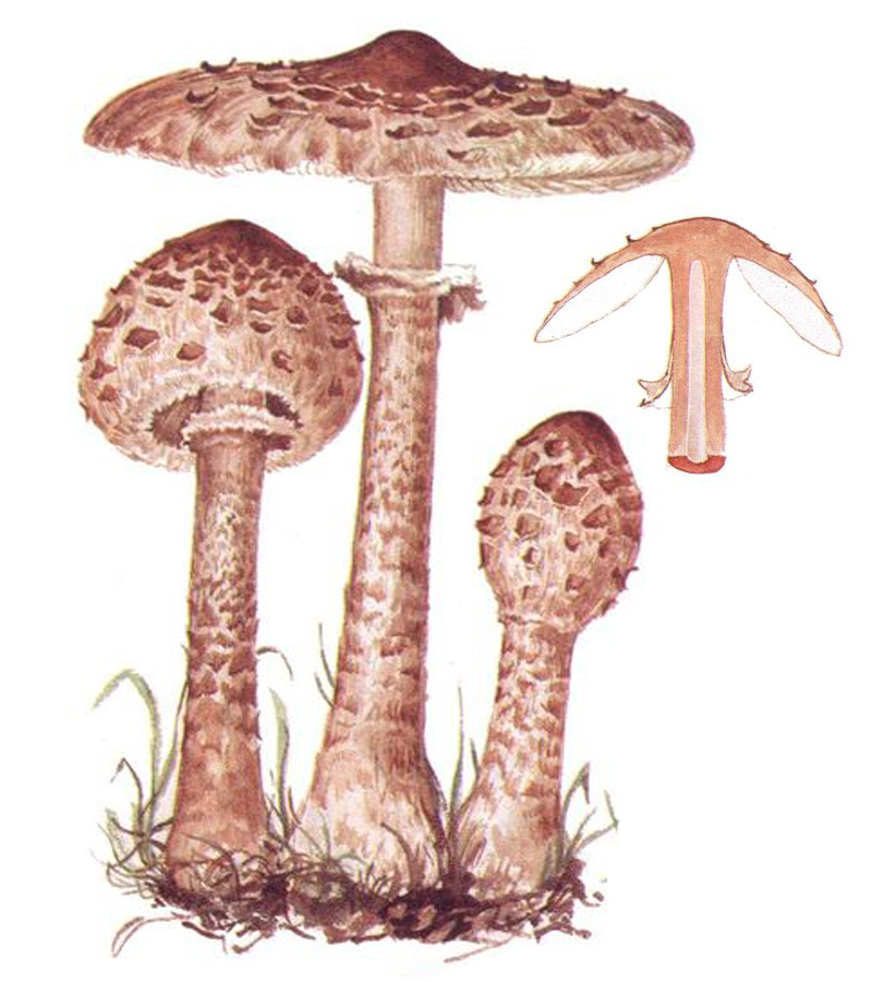 Гриб-зонтик пёстрый (Macrolepiota procera)