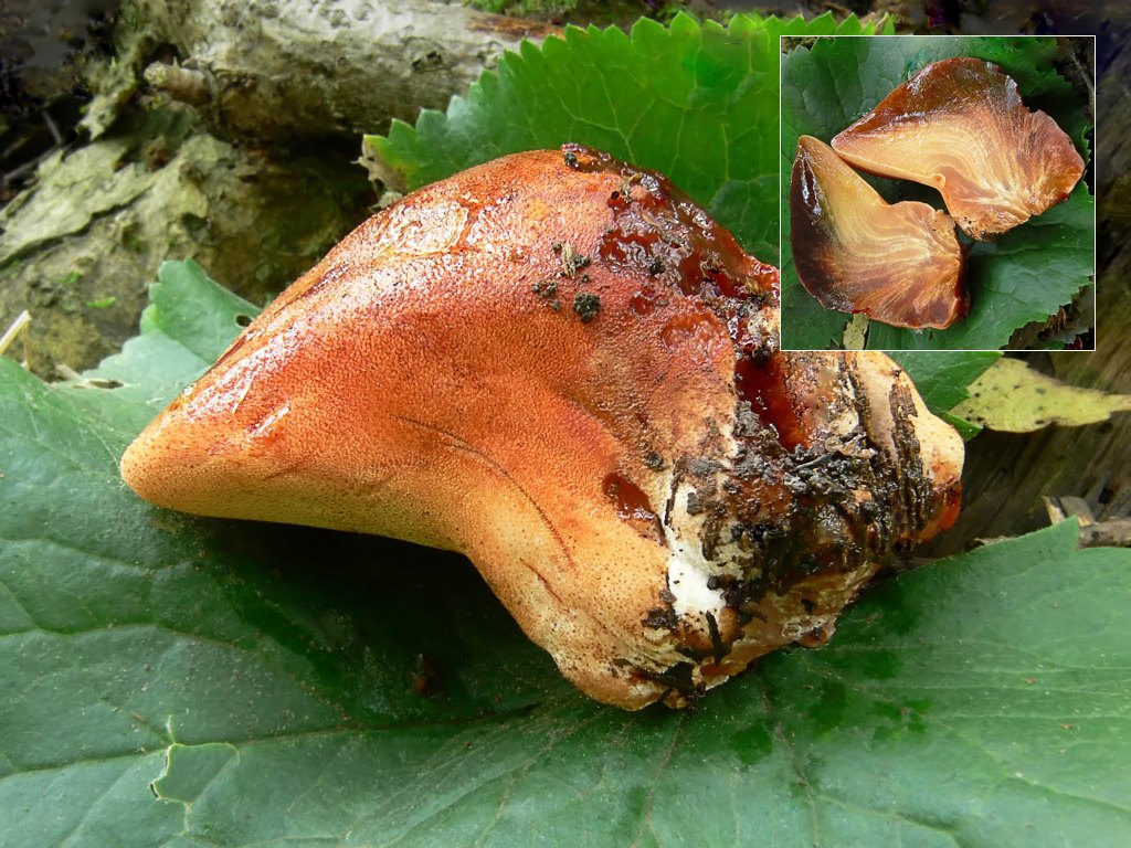 Печёночный гриб (Fistulina hepatica)