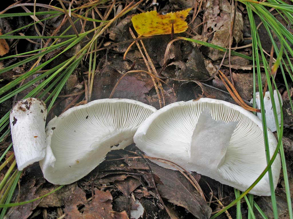 Подгруздок белый (Russula delica)