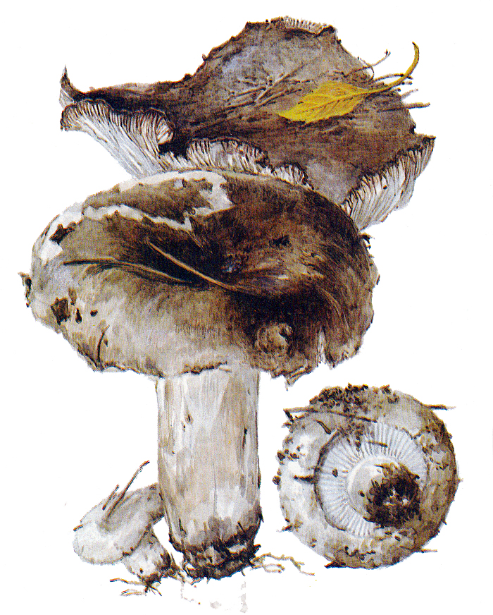 Подгруздок черный, или чернушка (Russula adusta)