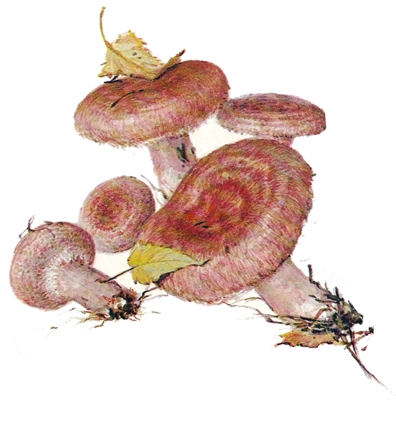 Волнушка розовая (Lactarius torminosus)