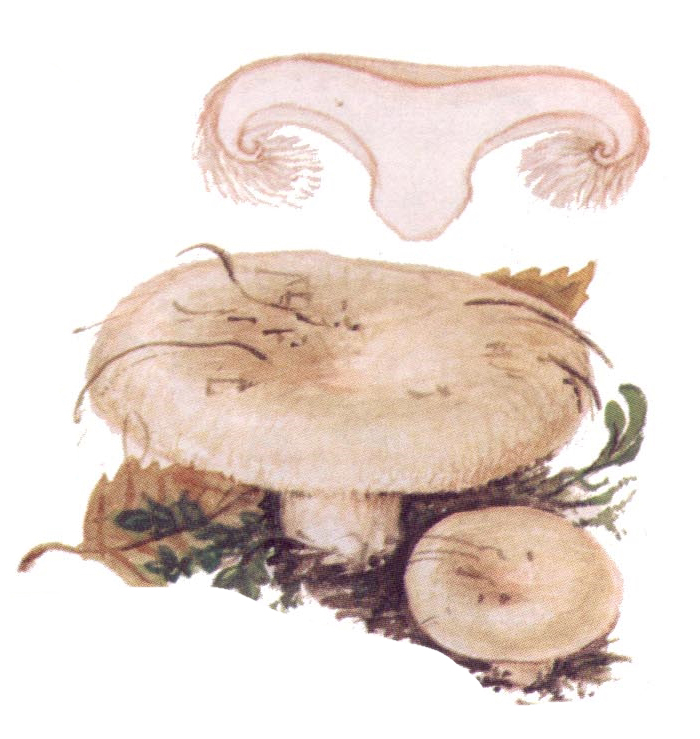 Волнушка белая (Lactarius pubescens)