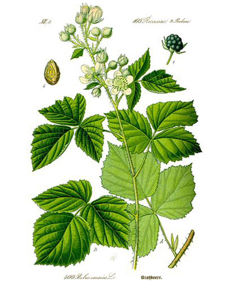 Ежевика сизая (лат. Rubus caesius)