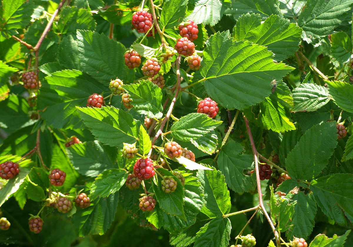 Ежевика сизая (лат. Rubus caesius)