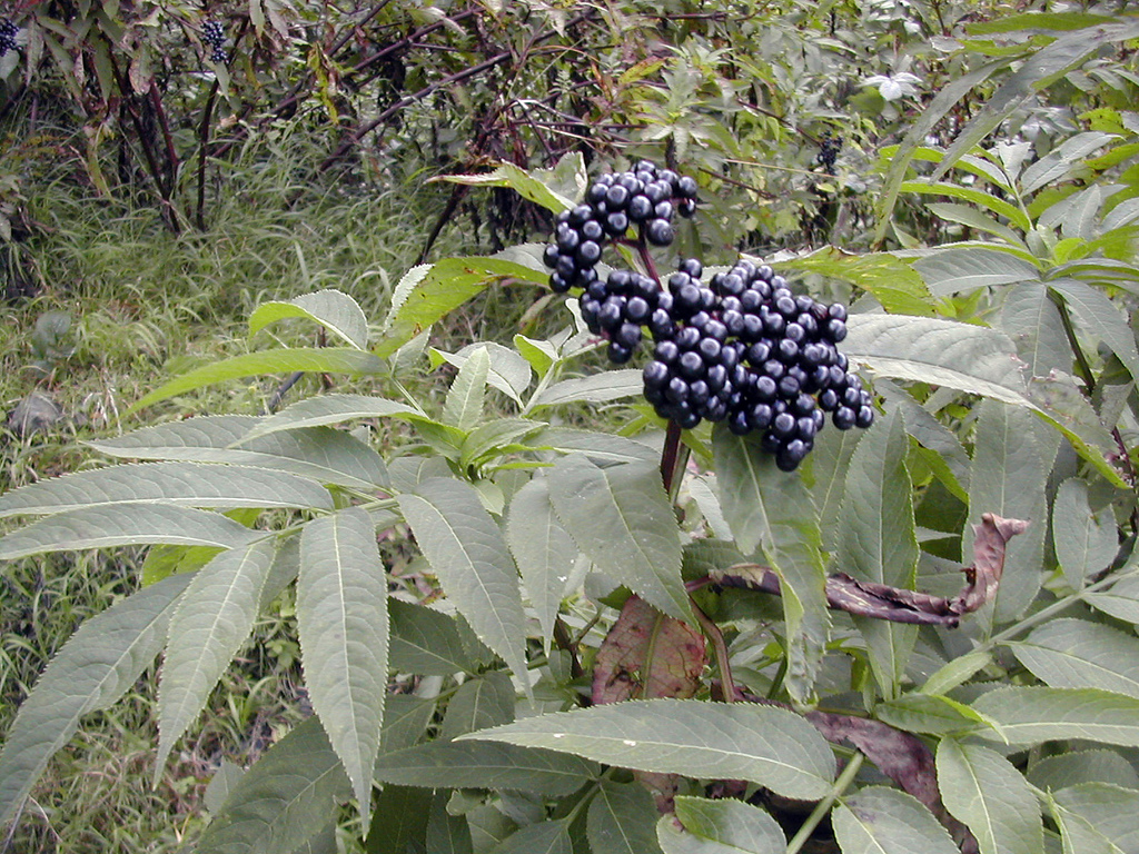 Бузина черная (лат. Sambúcus nígra)