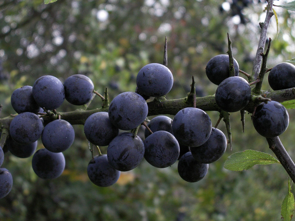 Тёрн, или дикая слива (лат. Prunus spinosa)