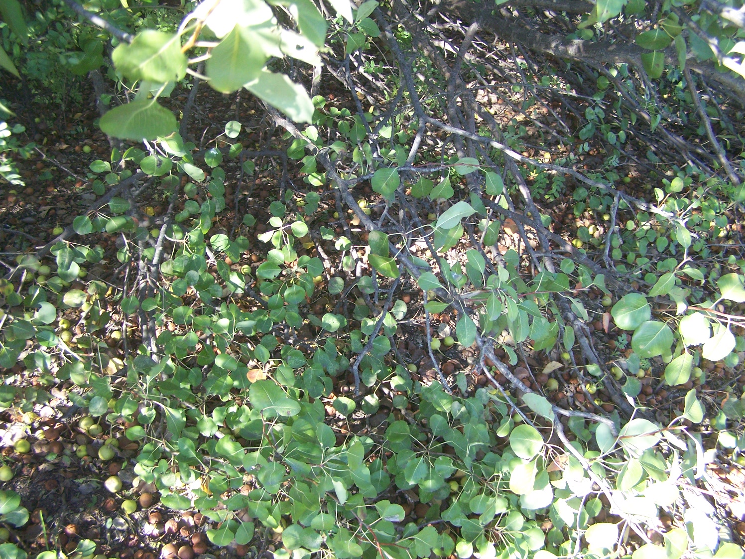 Груша дикая или лесная (лат. Pýrus commúnis subsp. pyráster)