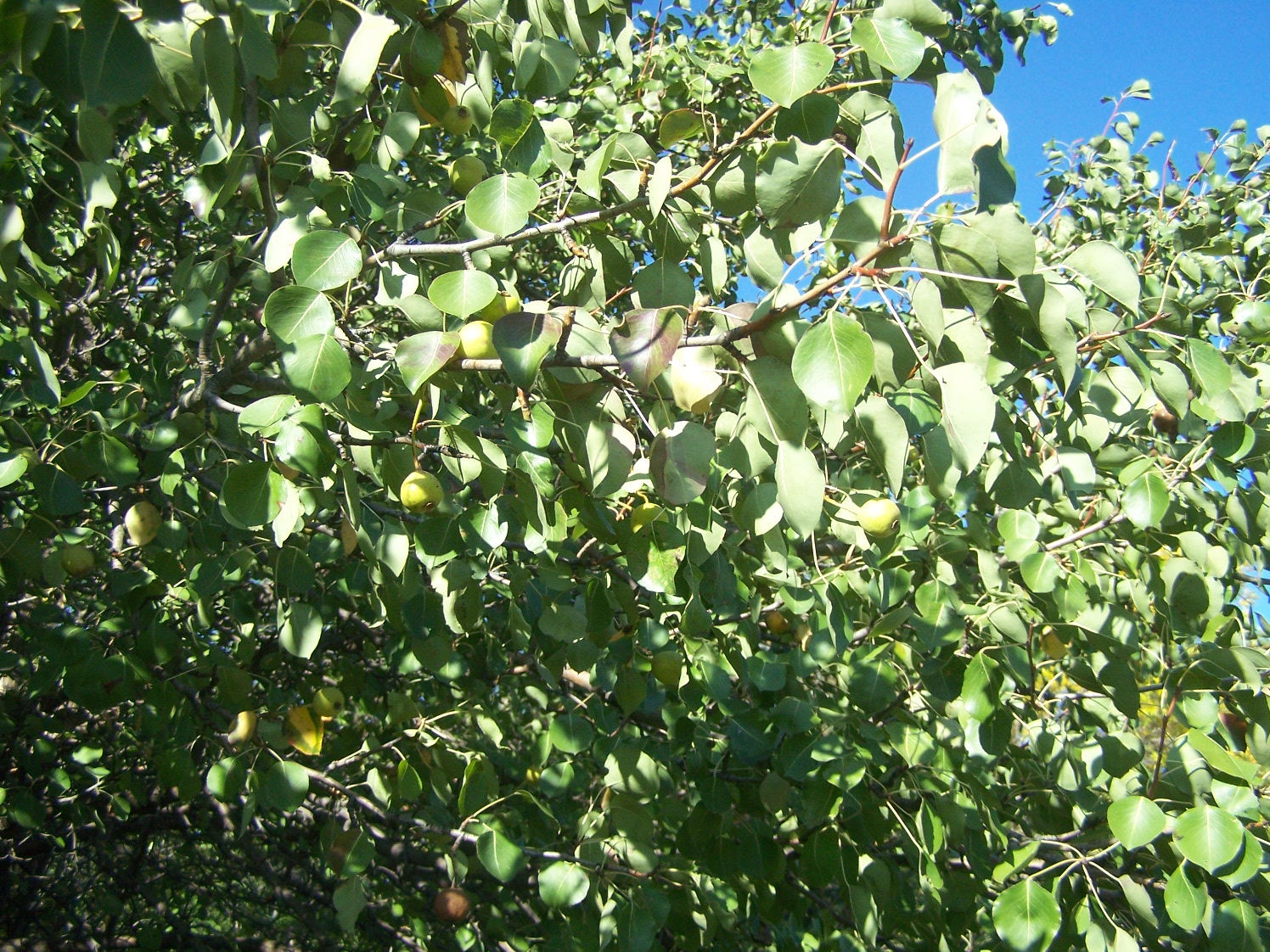 Груша дикая или лесная (лат. Pýrus commúnis subsp. pyráster)