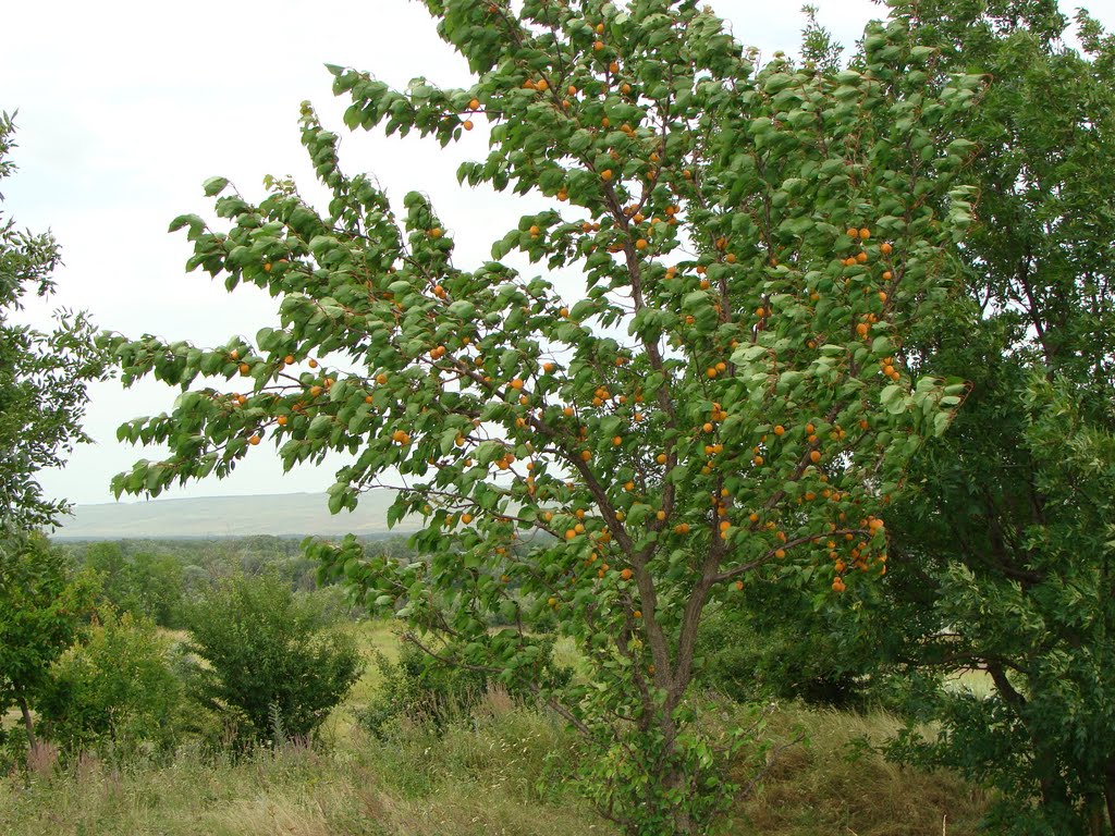 Абрикос дикорастущий или жердела (лат. Prúnus armeníaca)